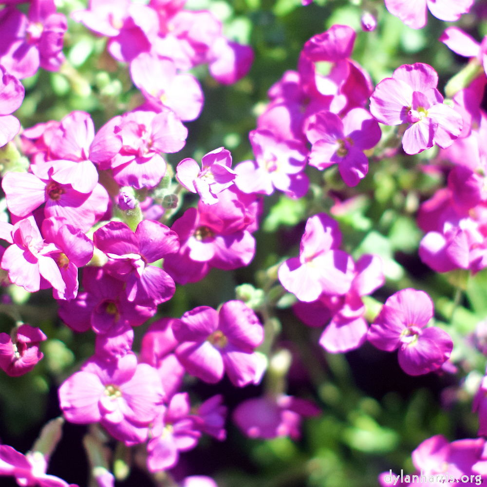 Image: Image 'flower (xii) 2'.