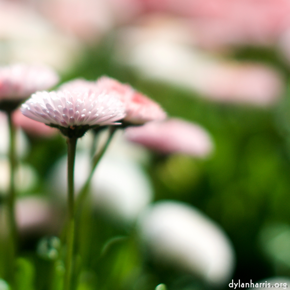 Image: Image 'flower (xii) 3'.