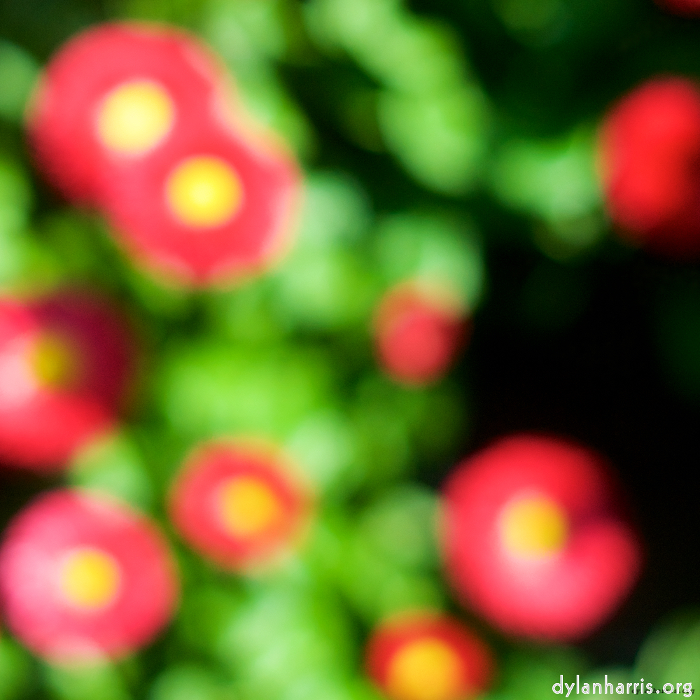 Image: Image 'flower (xii) 4'.