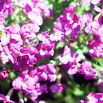 Image: Second image from the photoset 'flower (xii)'.