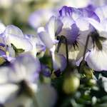 Image: Sixth image from the photoset 'flower (xii)'.