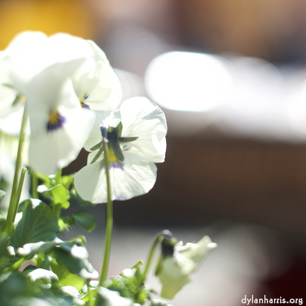 Image: Image 'flower (xiii) 4'.