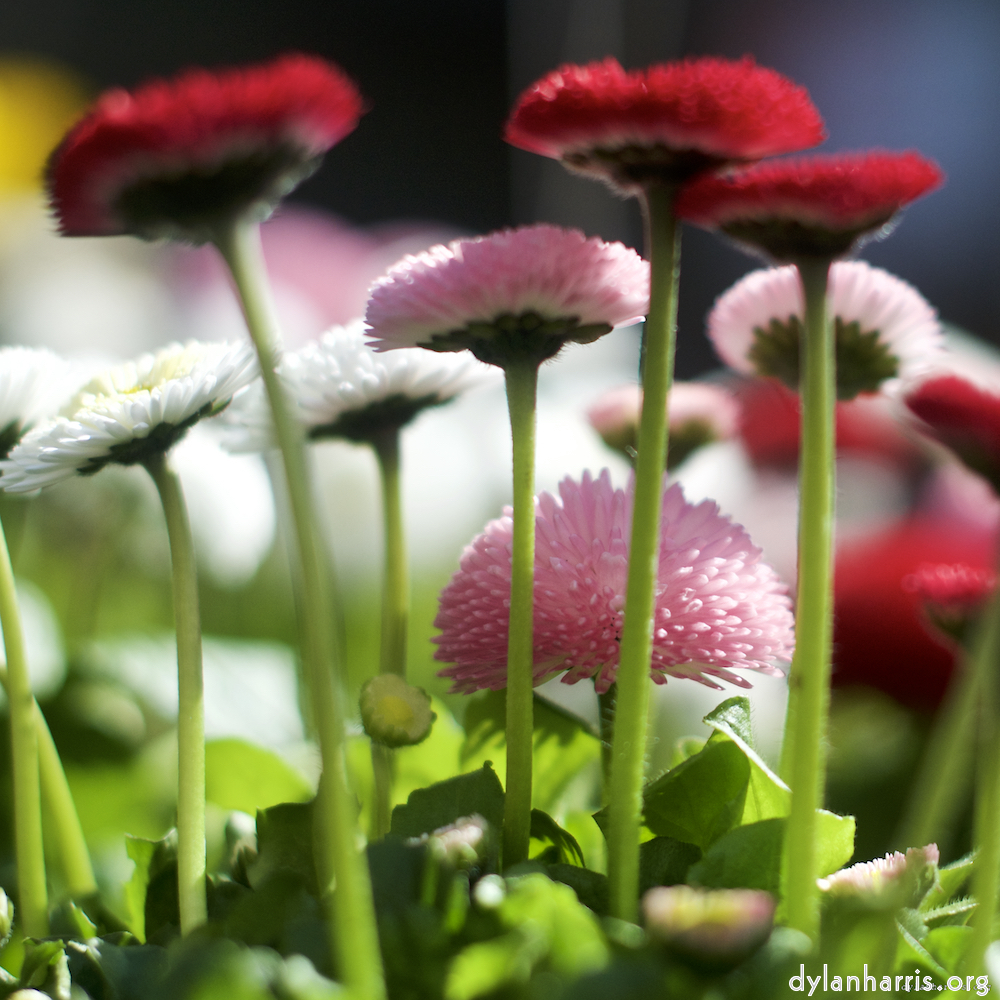 Image: Image 'flower (xiii) 6'.