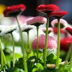 Image: Sixth image from the photoset 'flower (xiii)'.