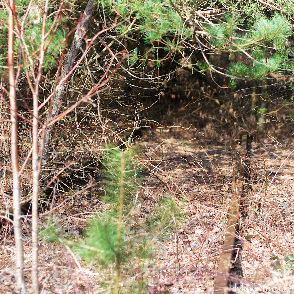 Image: Image 'train (xvi) 1'.