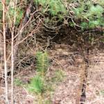 Image: First image from the photoset 'train (xvi)'.