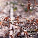 Image: Third image from the photoset 'train (xvi)'.