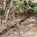 Image: Fourth image from the photoset 'train (xvi)'.