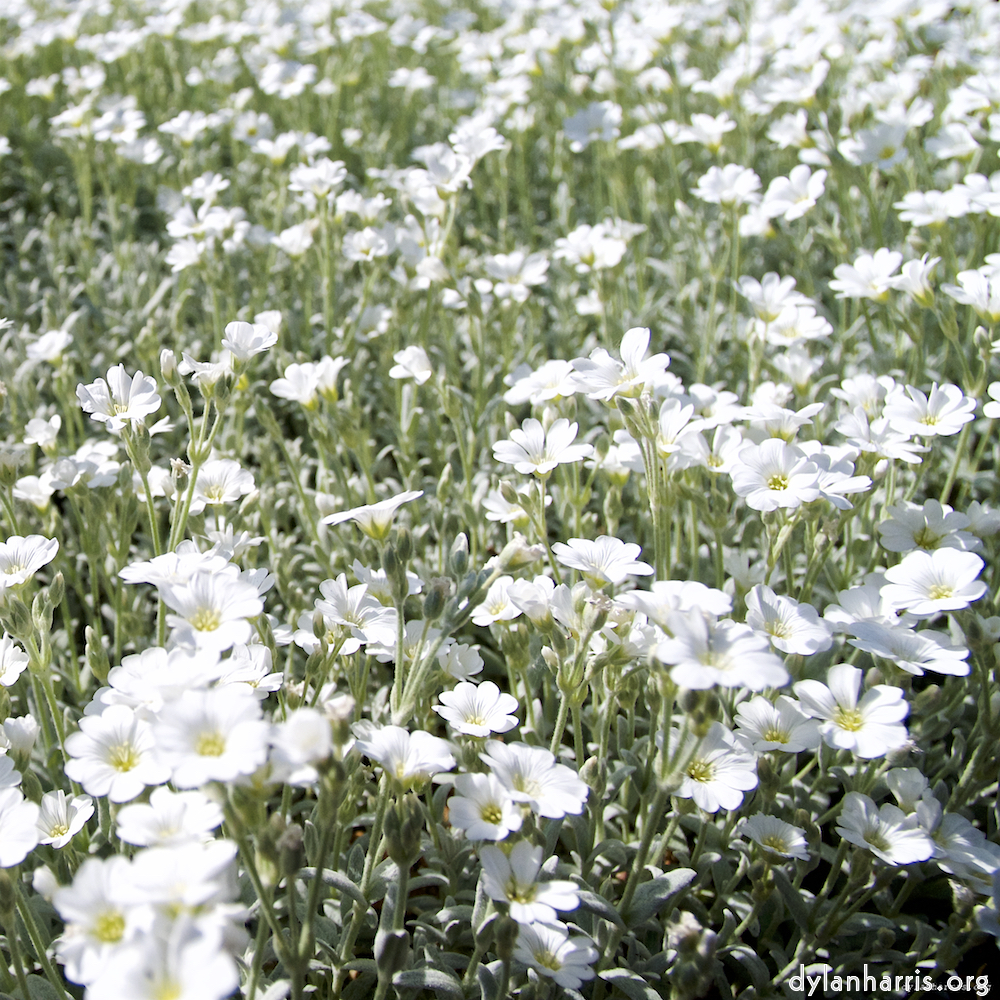 Image: Image 'escher blummen (lix) 2'.