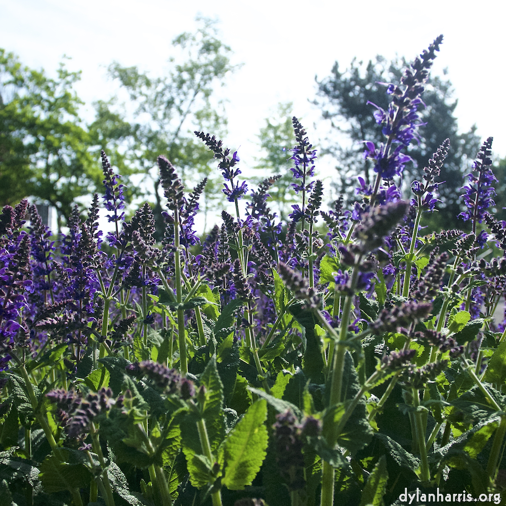 Image: Image 'escher blummen (lix) 3'.