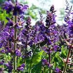 Image: First image from the photoset 'escher blummen (lix)'.