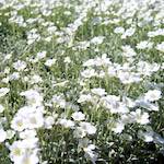 Image: Second image from the photoset 'escher blummen (lix)'.