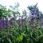 Image: Third image from the photoset 'escher blummen (lix)'.