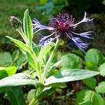 Image: Fifth image from the photoset 'escher blummen (lix)'.