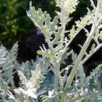 Image: Sixth image from the photoset 'escher blummen (lix)'.