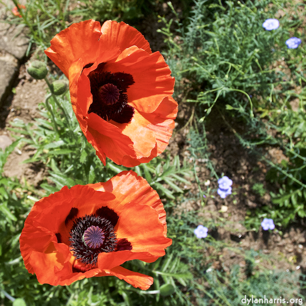 image: Dëst ass ‘escher blummen (lx) 1’.