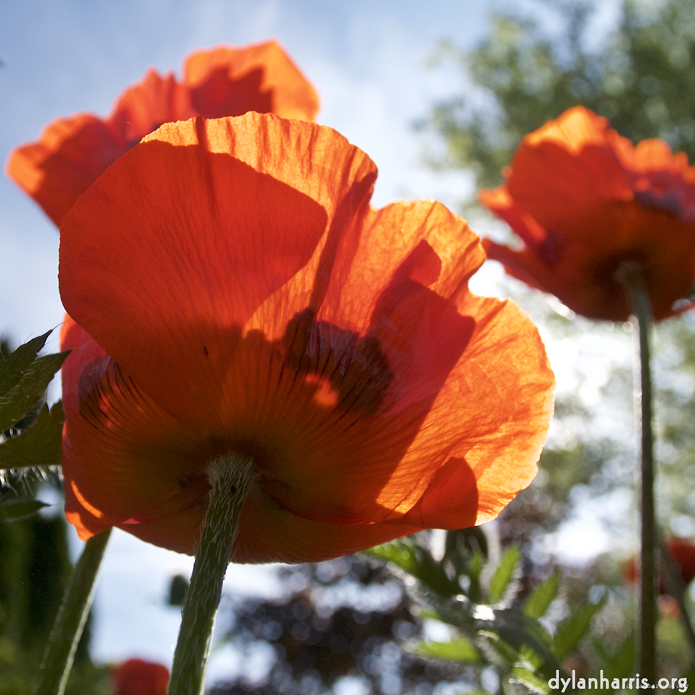 image: Dëst ass ‘escher blummen (lx) 2’.