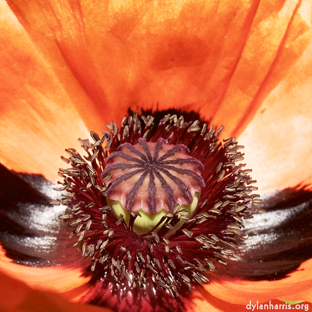 image: Dëst ass ‘escher blummen (lx) 3’.