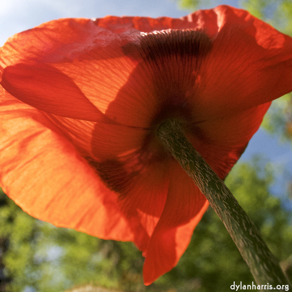 image: Dëst ass ‘escher blummen (lx) 4’.