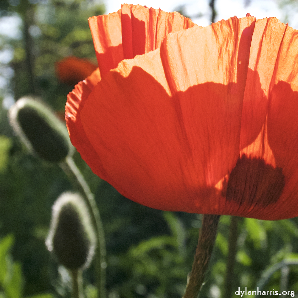 image: Dëst ass ‘escher blummen (lx) 5’.