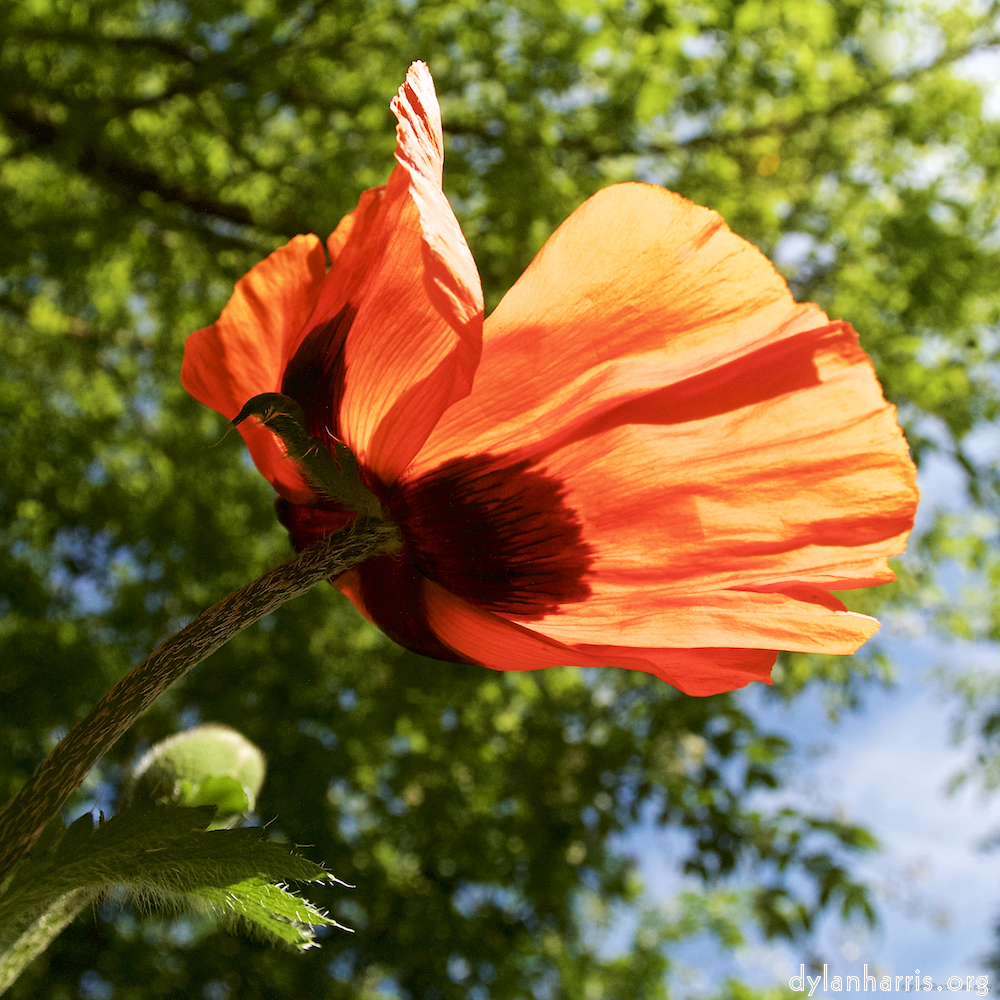 image: Dëst ass ‘escher blummen (lx) 6’.