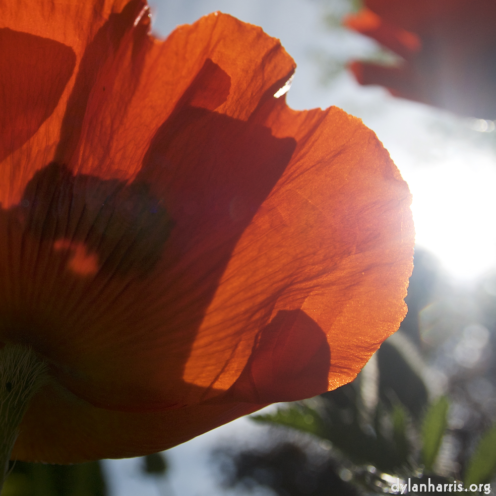 image: Dëst ass ‘escher blummen (lx) 7’.