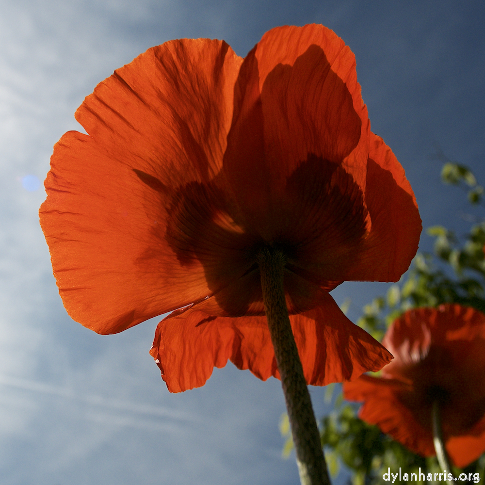 image: Dëst ass ‘escher blummen (lx) 8’.