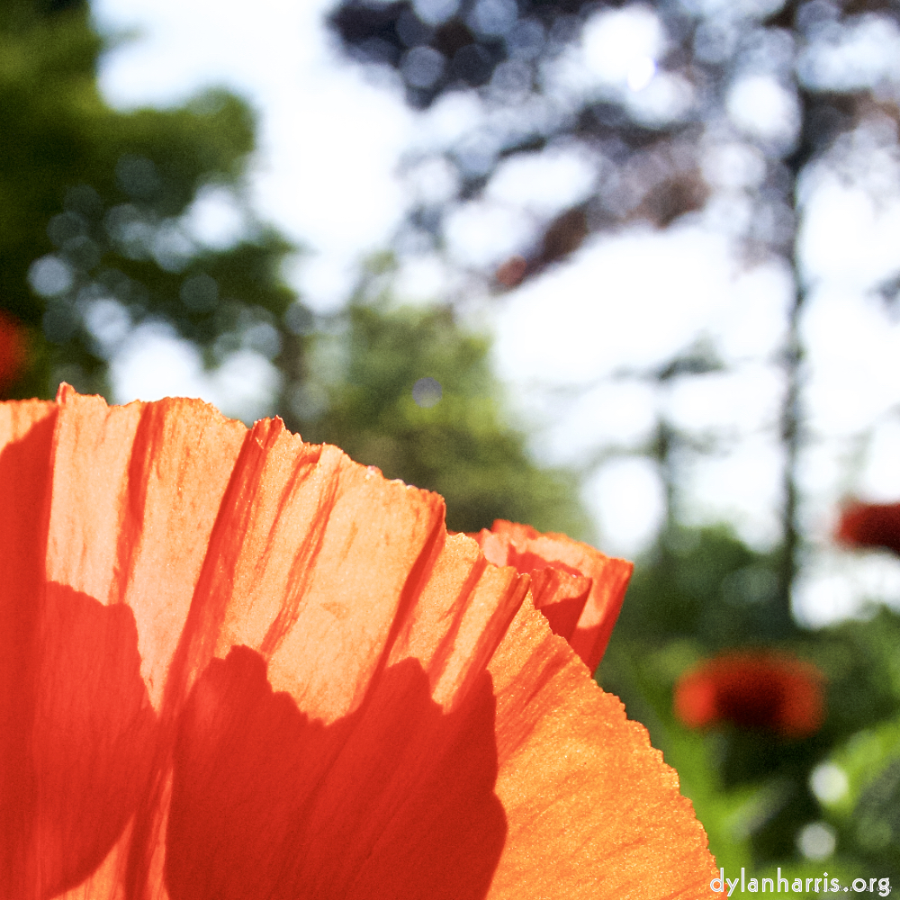 image: Dëst ass ‘escher blummen (lx) 9’.