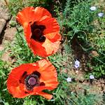 image: Image vum photoset <<escher blummen (lx)>>.