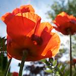 image: Image vum photoset <<escher blummen (lx)>>.