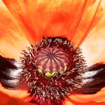 image: Image vum photoset <<escher blummen (lx)>>.