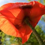 image: Image vum photoset <<escher blummen (lx)>>.