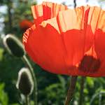 image: Image vum photoset <<escher blummen (lx)>>.