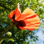 image: Image vum photoset <<escher blummen (lx)>>.