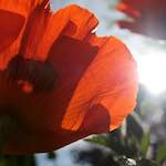 image: Image vum photoset <<escher blummen (lx)>>.