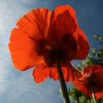 image: Image vum photoset <<escher blummen (lx)>>.