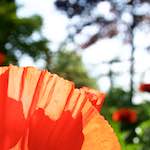 image: Image vum photoset <<escher blummen (lx)>>.