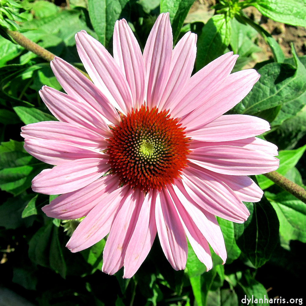 image: This is ‘
flower (xxi) 1
’.