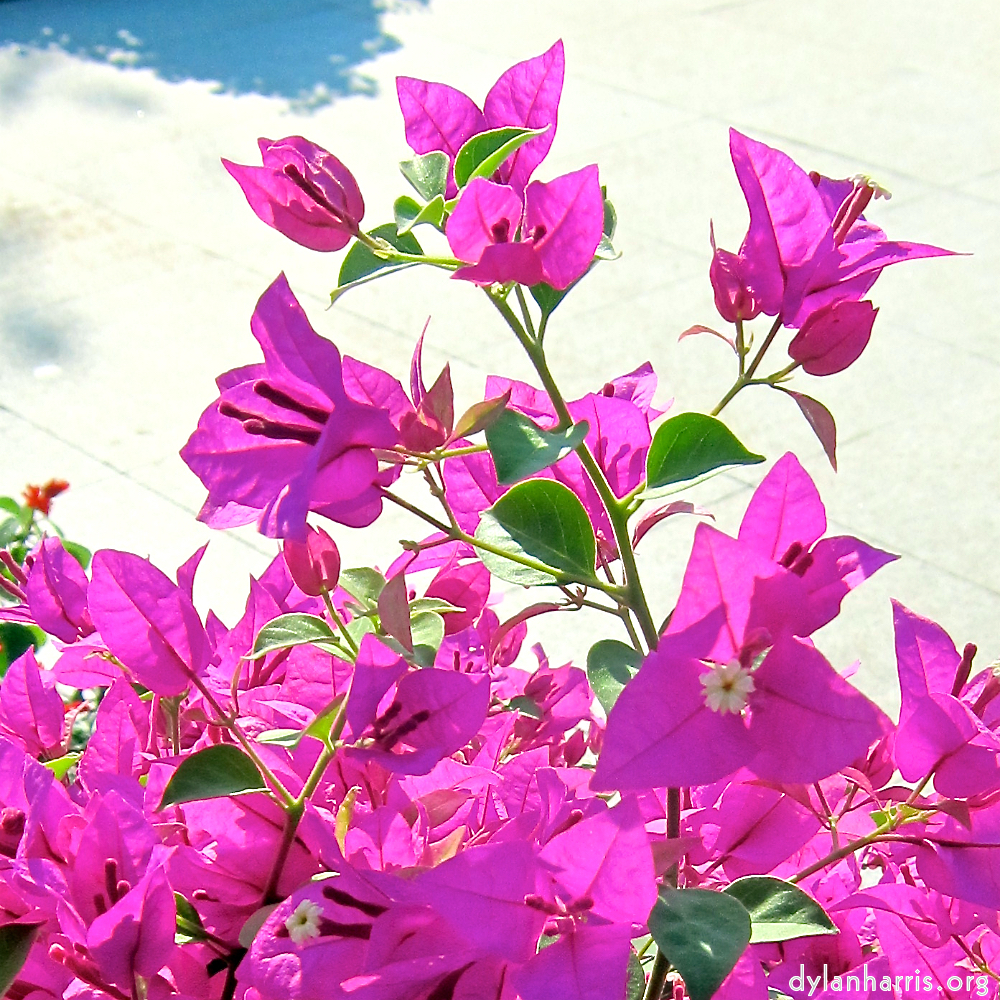 image: This is ‘
flower (xxi) 2
’.