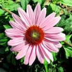 image: Image from the photoset ‘
flower (xxi)
’.