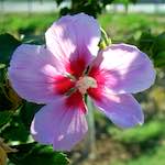 image: Image from the photoset ‘
flower (xxi)
’.