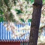 image: Image from the photoset ‘
tanzhe temple (iii)
’.