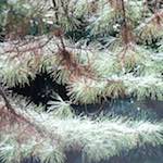 image: Image from the photoset ‘
tanzhe temple (iii)
’.