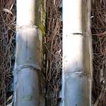 image: Image from the photoset ‘
tanzhe temple (iv)
’.