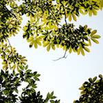 image: Image from the photoset ‘
tanzhe temple (iv)
’.