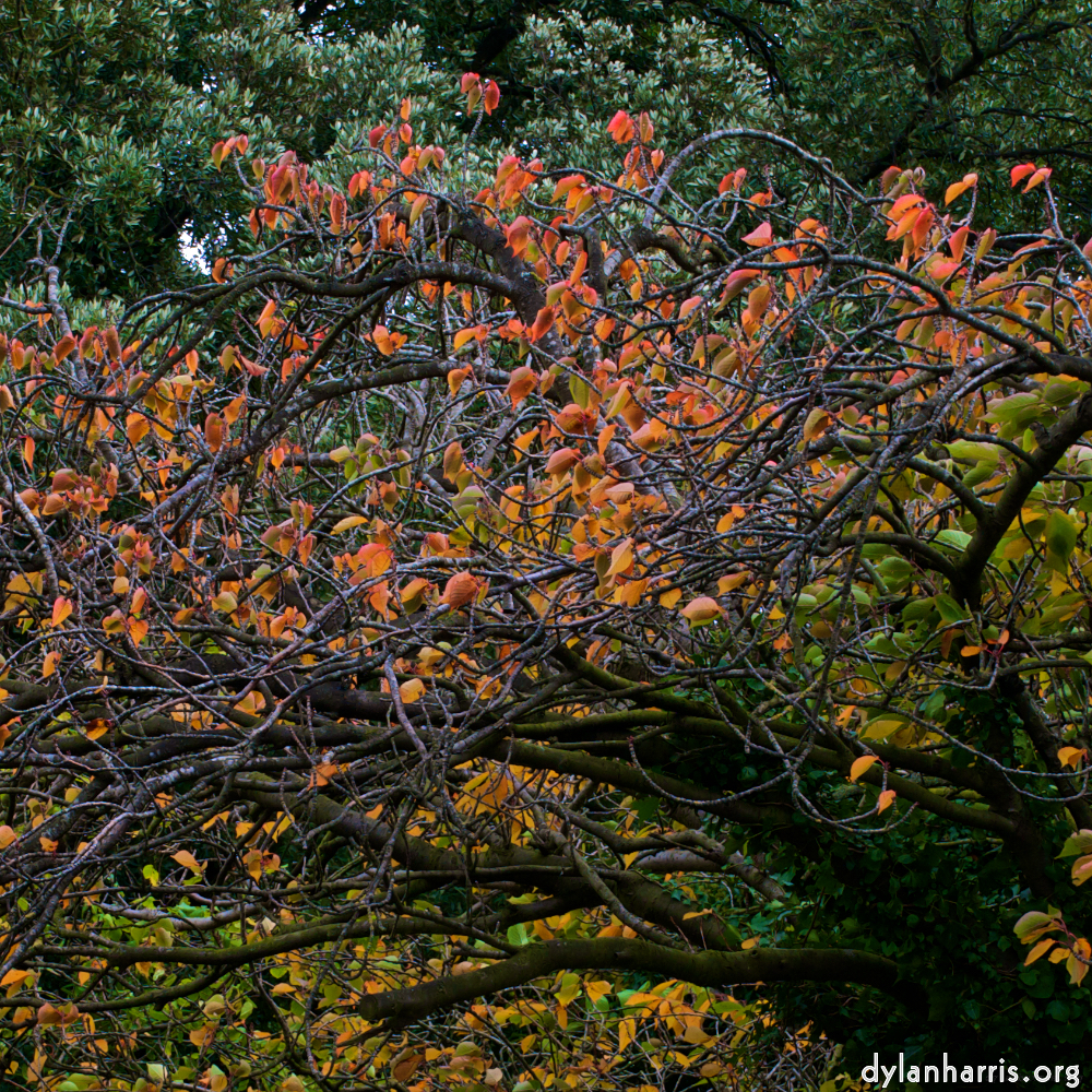 Image: Image 'dublin (vi) 13'.