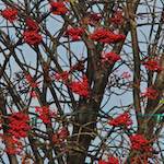 Image: Third image from the photoset 'dublin (vi)'.