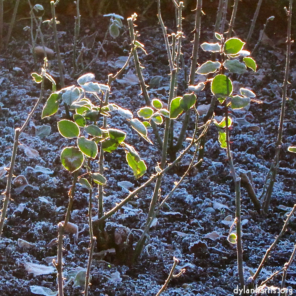 Image: Image 'parc (xxxv) 5'.