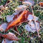 Image: Third image from the photoset 'parc (xxxv)'.