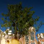 Image: Sixth image from the photoset 'amsterdam (xiv)'.